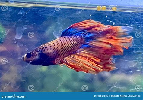Betta Fish: The Dazzling Siamese Fighting Fish .